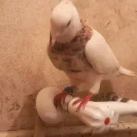 پرنده
