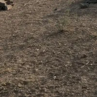 زمین-در-روستای-میم-قیمت-توافقی