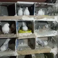 کبوتر|پرنده|بیجار, |دیوار