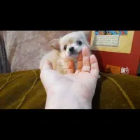 chihuahua شیواوا چیواوا جیبی فنجونی شیهواهوا شی و