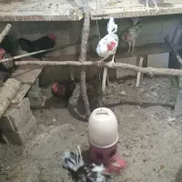 مرغ خروس های تازه محلی وبرهماو گلین چل تاج پنگوئنی|حیوانات مزرعه|اسکو, |دیوار