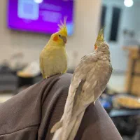 عروس هلندی نرو ماده