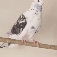 کفتر