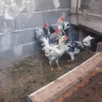 خروسمرغ فروشی گلین چهل تاج ریشو پردیس جاجرود|حیوانات مزرعه|جاجرود, |دیوار