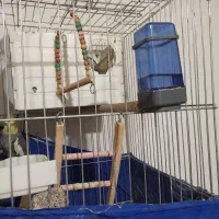 عروس هلندی جفت|پرنده|سقز, |دیوار