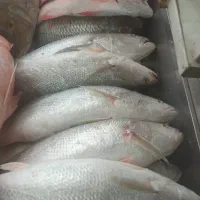 آن ماهی جنوب دریای|ماهی|یزد, |دیوار