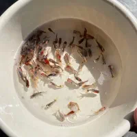 ماهی قرمز|ماهی|کرج, اصفهانی‌ها|دیوار