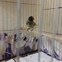 گلبسر.سهره.قناری|پرنده|تهران, جوادیه|دیوار