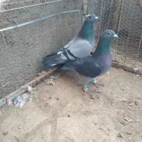 کفتر ماده|پرنده|سده (خراسان جنوبی), |دیوار