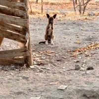 وگذاری سگ فروش