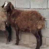 گوسفند قربانی میش بره