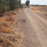 فروش باغ باسندتک برگی