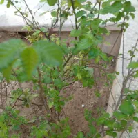 چندتا قفس پرنده دارم بزرگ درحد نو