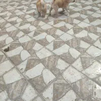 مخصوص دختران