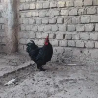 خروس تزئینی