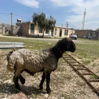 قوچ ترکی بختیاری