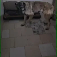 سگ نگهبان|سگ|اصفهان, شهرک پارسیان|دیوار