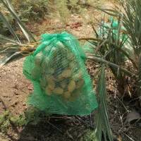 نهال های خرما|خدمات باغبانی و درختکاری|مرودشت, ژیان|دیوار