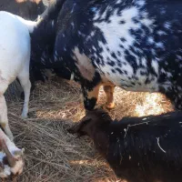 پاچن پنجاپی اصل مری گوش دراز