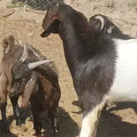 سه بر ودو چبش نر و تعدادی بز پاکستانی شکم بزغاله|حیوانات مزرعه|بیرجند, |دیوار