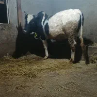 ورزا محلی دو وقت|حیوانات مزرعه|رشت, پل تالشان|دیوار