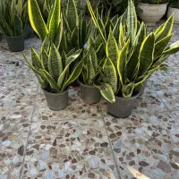 فروش گلهای آپارتمانی|گل و گیاه طبیعی|خشکبیجار, |دیوار