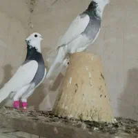 چهار جفت طوقی
