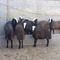 بره تخلی در حد شیشک شال|حیوانات مزرعه|تاکستان, |دیوار