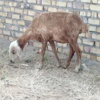 ۱میش استاق