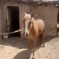 اسب