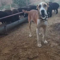 این حیوان روستای طراز ناهید گمشده