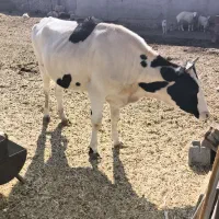 فروش  یک راس گاو