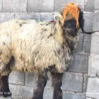 بره قوچ همه چی تموم نازدار ب شرط|حیوانات مزرعه|ارسنجان, |دیوار