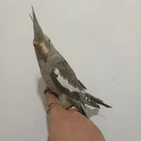 عروس هلندی|پرنده|قم, وادی السلام|دیوار