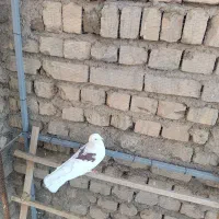 کبوتر|پرنده|معصومیه, |دیوار