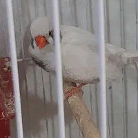 جفت فنچ خوشگل