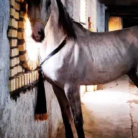 نریان عرب|اسب و تجهیزات اسبسواری|کرمان, |دیوار