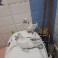 کفتر نر و ماده صورتی معاوضه با سهره|پرنده|ری, حمزه‌آباد|دیوار
