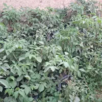 نهال گردو گلدانی دو ساله ۵۰ هزار