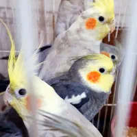 عروس هلندی فقط ۴۵۰