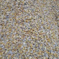 ذرت کیلو ۳۷تومان حدود ۲۰۰ کیلو