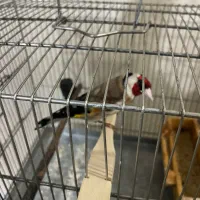 سهره دهن لر