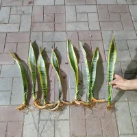 قلمه سانسوریاشمشیری  ابلق