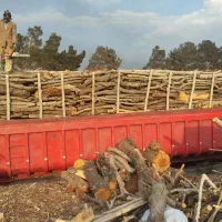 خریدار انواع چوب باغی جنگلی ساختمانی کرج تهران شهر