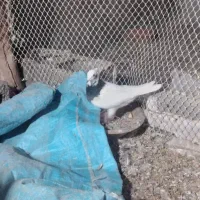 کبوتر طوقی|حیوانات|میاندوآب, |دیوار