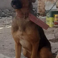سگ نر ژرمن نگهبان