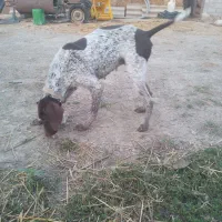 واگذاری توله شکاری|سگ|دلند, |دیوار