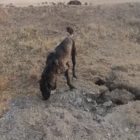 سگ گمشده|سگ|رزن, |دیوار