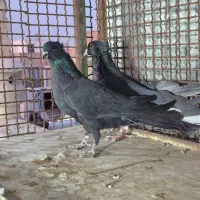 کبوتر دولا دولا|پرنده|خمینی‌شهر, |دیوار