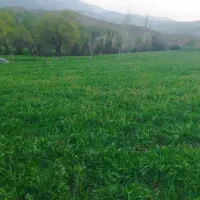 بذر یونجه محلی .خشه یونجه